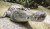 crocodile-1660512__340.jpg