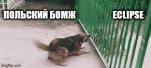5cdc6p.gif