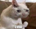 1664553567484.png