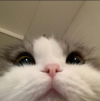 D182424B-0A63-4119-9771-28C75B6846E6.png